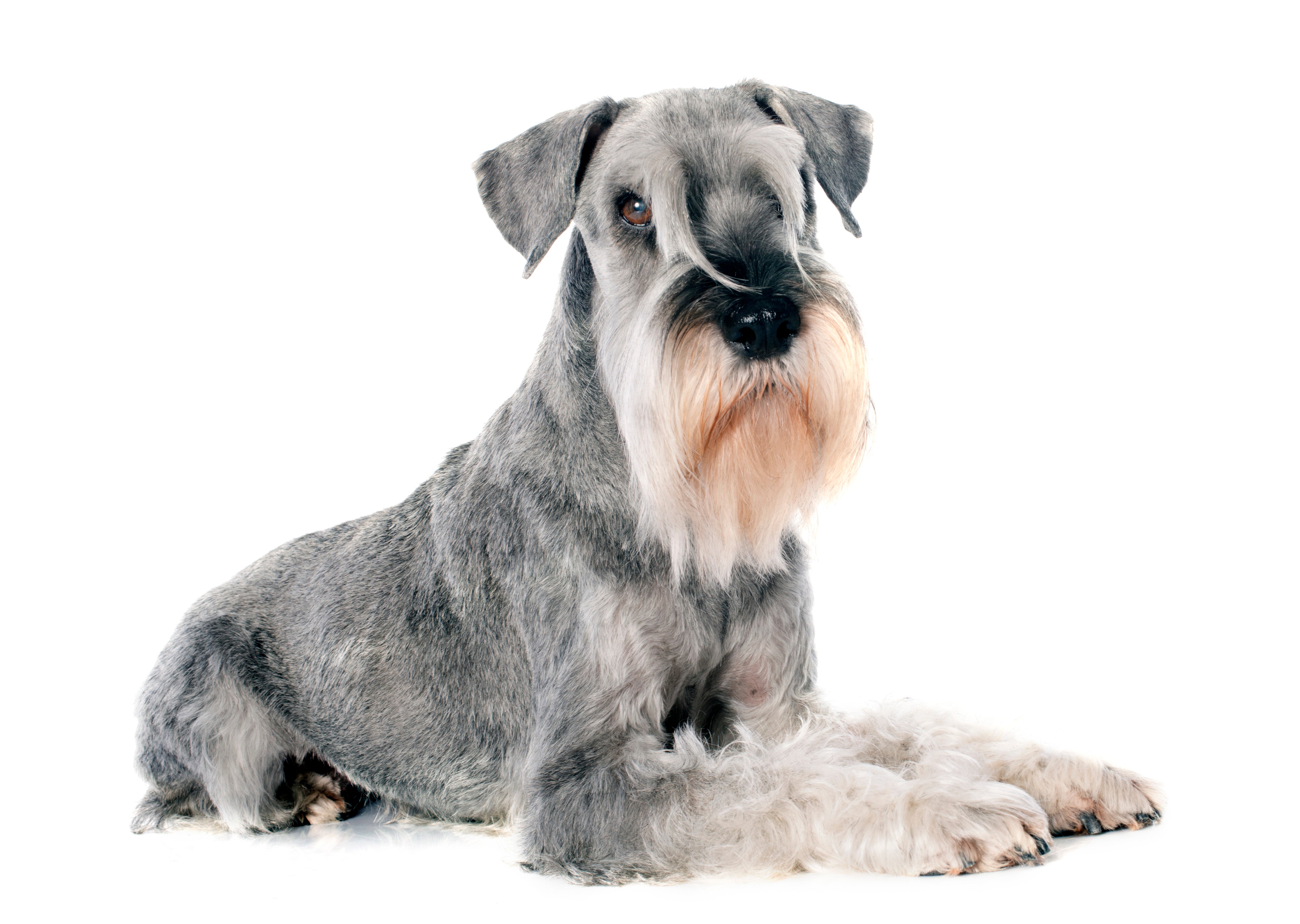 Standard Schnauzers for Adoption in Columbus Grove, Ohio | Petfinder